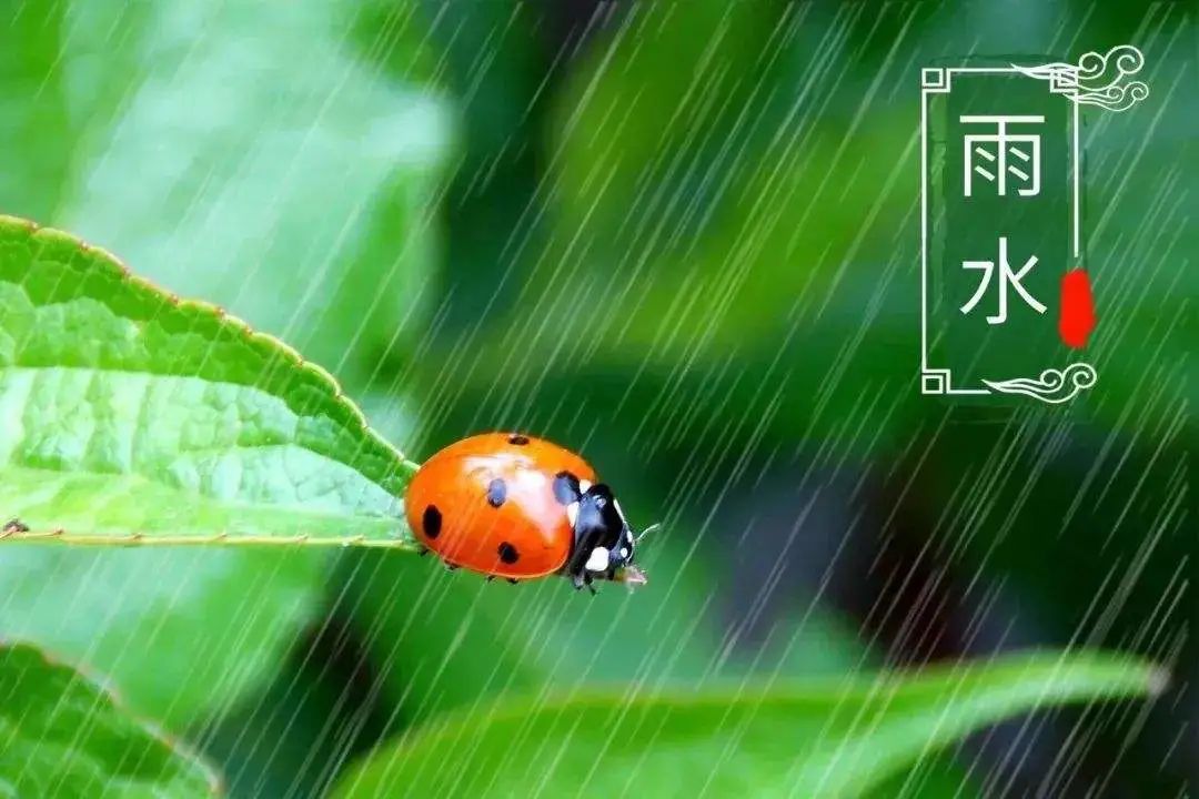 今日雨水